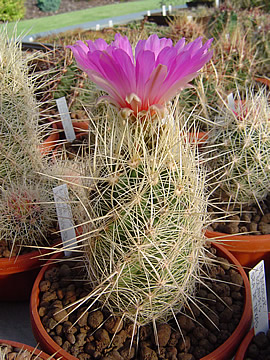 Thelocactus bicolor bolansis