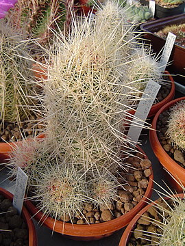 Thelocactus bicolor bolansis