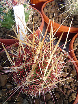 Thelocactus bicolor schottii