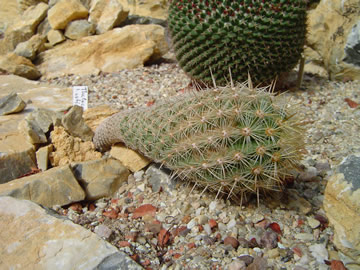 Thelocactus hastifer lec a spc, pesto rostouc