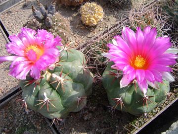 Thelocactus heterochromus