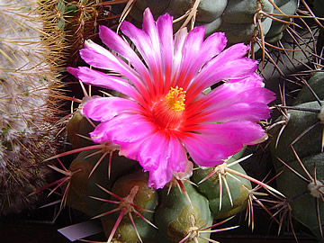 Thelocactus heterochromus