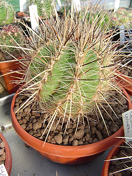 Thelocactus lausseri