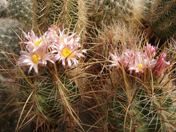 Thelocactus lausseri, foto JP