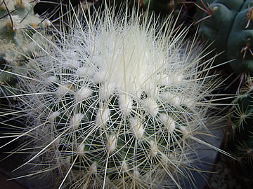 Thelocactus macdowellii