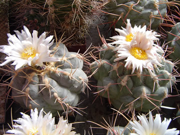 Thelocactus nidulans