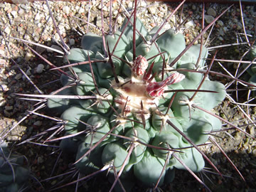 Thelocactus nidulans