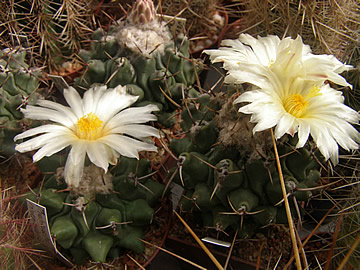 Thelocactus rinconensis PP 1219, foto JP