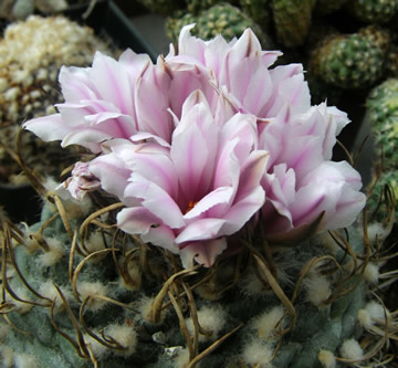 Turbinicarpus elisae foto Ji Peat