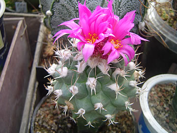 Turbinicarpus nikolae