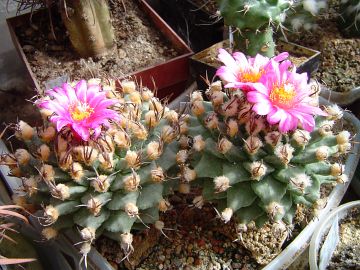 Turbinicarpus alonsoi