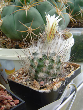 Turbinicarpus dickinsonii