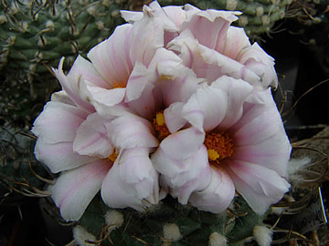 Turbinicarpus ellisae foto JP