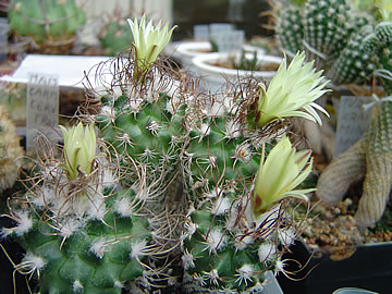 Turbinicarpus krainzianus