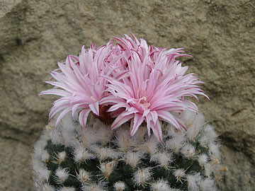 Turbinicarpus mombergerii foto JP