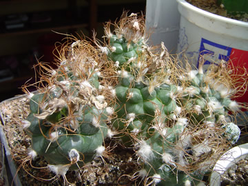 Turbinicarpus pseudomacrochele