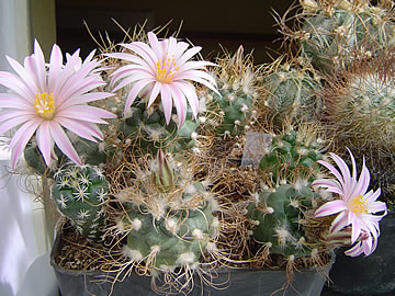 Turbinicarpus pseudomacrochele