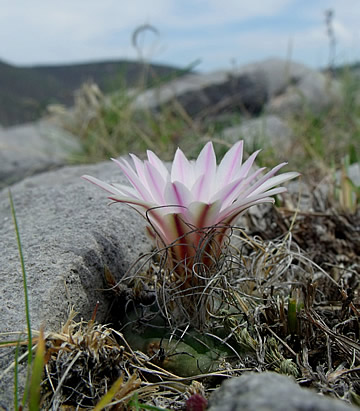 Turbinicarpus pseudomacrochele Bernal Qro foto ing Pavel Tma