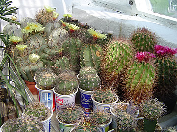 Kvetoucí astrofyta a Ferocactus fordii