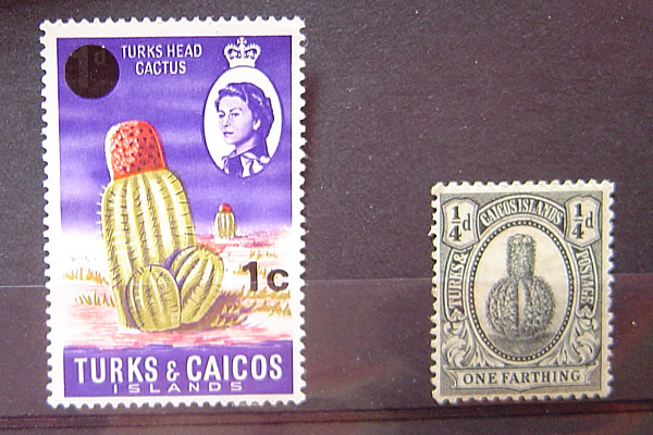 Melocactus communis, ostrovy Turks and Caicos