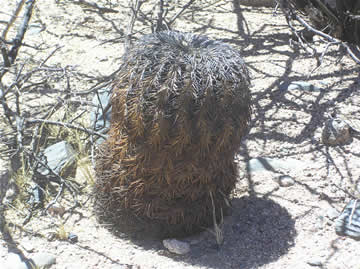 Gymn. spegazzinii var. major La Cabaa, foto Rudolf Frlich