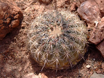 Gymn. spegazzinii punillense Q. del Rio de las Conchas, foto Rudolf Frlich