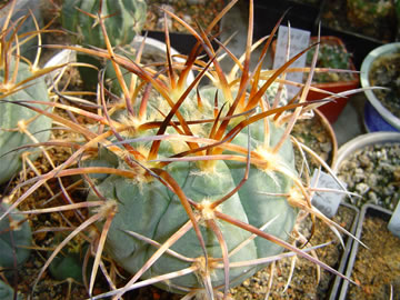 Gymn. armatum VS 300 brown spines