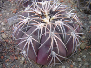 Gymn. spegazzinii ssp sarkae