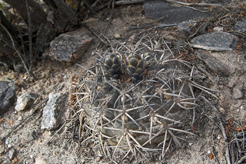 Gymn. schmidianum ssp. asperum foto ing Václav Jiránek