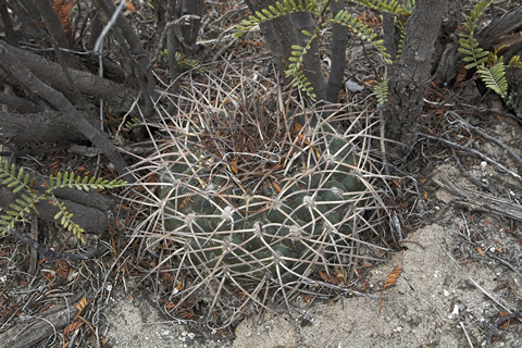 Gymn. schmidianum ssp. asperum, foto ing Václav Jiránek