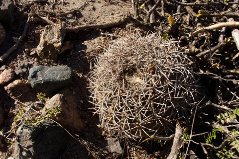 Gymn. schmidianum ssp. asperum, foto ing Václav Jiránek