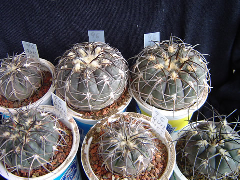 Gymnocalycium spegazzinii var. recii