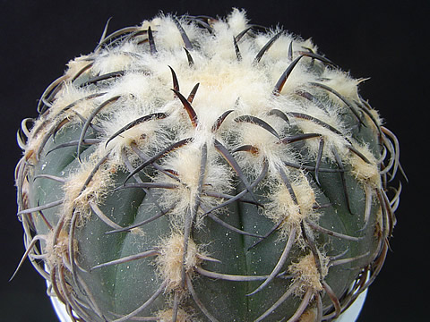 Gymnocalycium spegazzinii var. recii