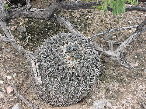 Gymnocalycium spegazzinii var recii LF 772 Argentina 2013 vysplý starý jedinec foto vše LF 772 Slávek Fischer