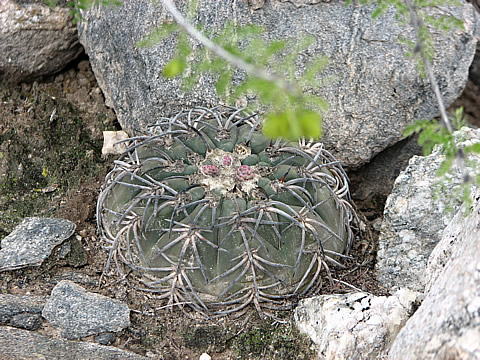 Gymnocalycium spegazzinii var recii LF 772, Argentina 2013