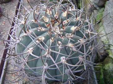 Gymn. cardenasianum brown spines