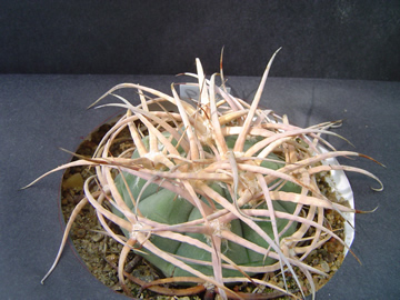 Gymnocalycium cardenasianum var pseudocrassispinum - vroubkovan trny