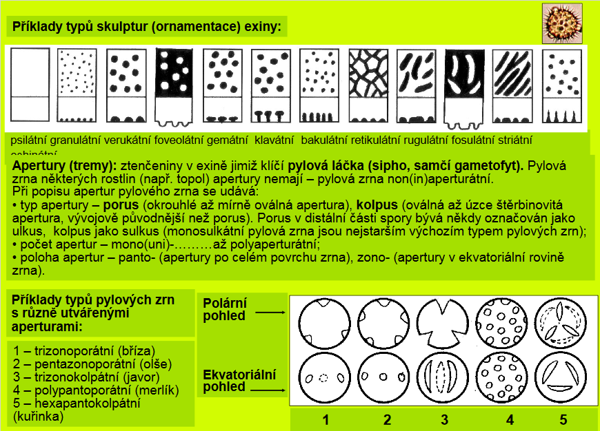 Studie pylovho zrna - autor PaedDr. Ing. Vladimr Vinter, Dr.