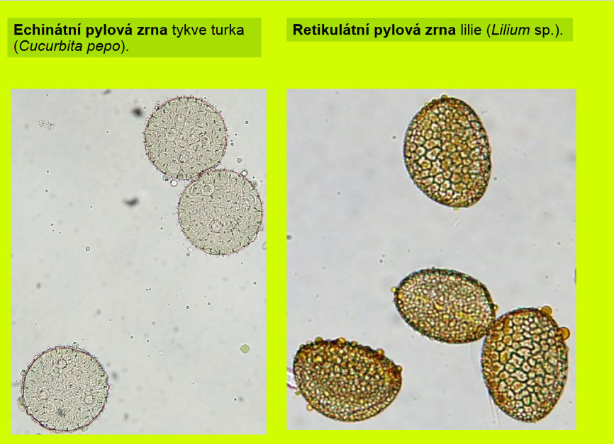 Studie pylovho zrna - autor PaedDr. Ing. Vladimr Vinter, Dr.