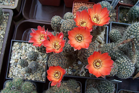 Mediolobivia hagei