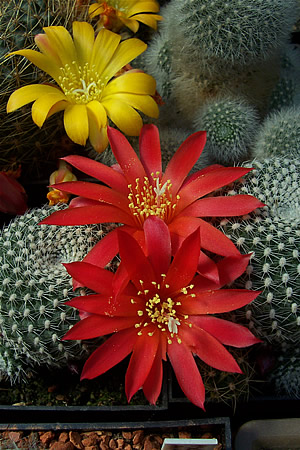Rebutia krainziana