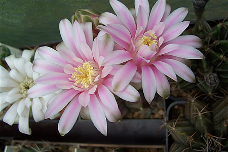 Gymnocalycium pseudomalacocarpus