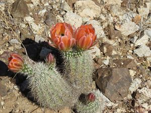 Dal snmky z Jarilla Mts, NM, prodn hybridy mezi Echinocereuc coccineus a dasyacanthus