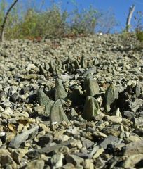 Ariocarpus scapharostrus Rayones