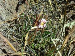 Stenocactus sp. El Vergel