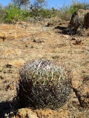 Stenocactus sp. mezi Sombrerete a Valparaso