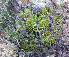 Stenocactus sp. ped Aldama