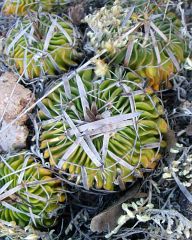 Stenocactus sp. ped La Paz