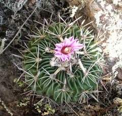 Stenocactus sp. Sierra El Cubo