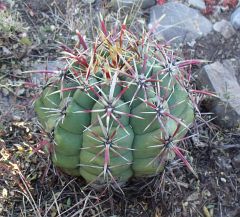 Thelocactus heterochromus jin Valle del Rosario